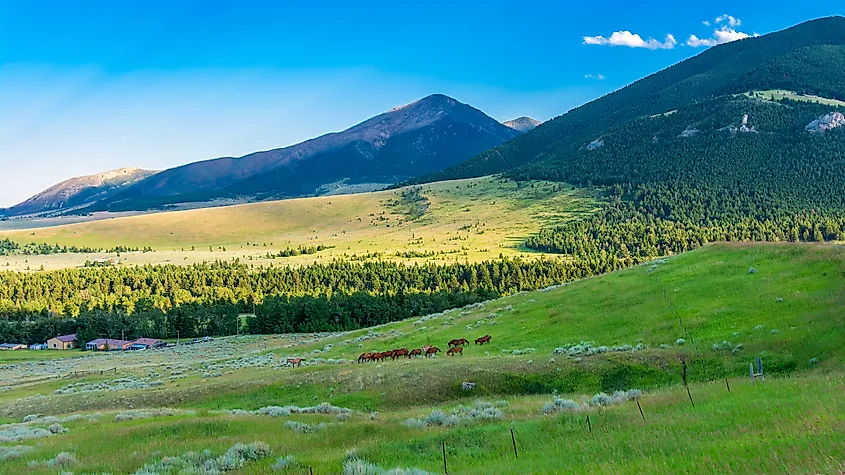 Horses in a field near Red Lodge, Montana.