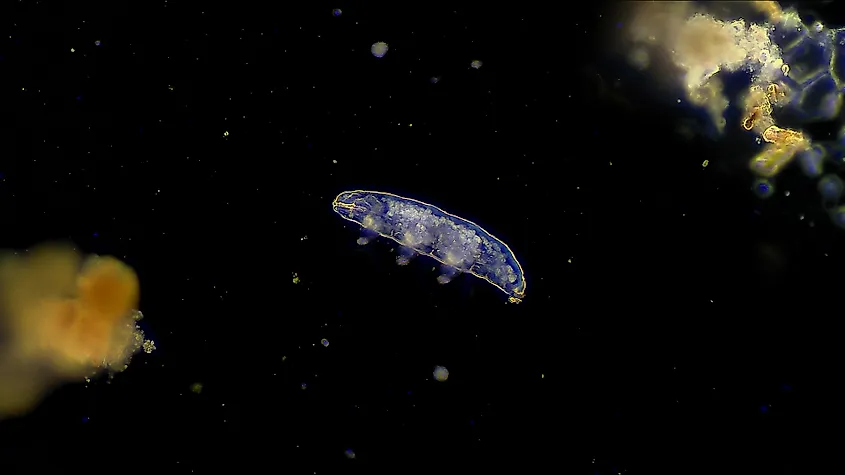 Tardigrade (water bear) microscope magnification.