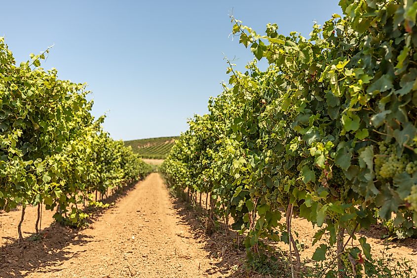 Vine Rows with Ripening Grapes