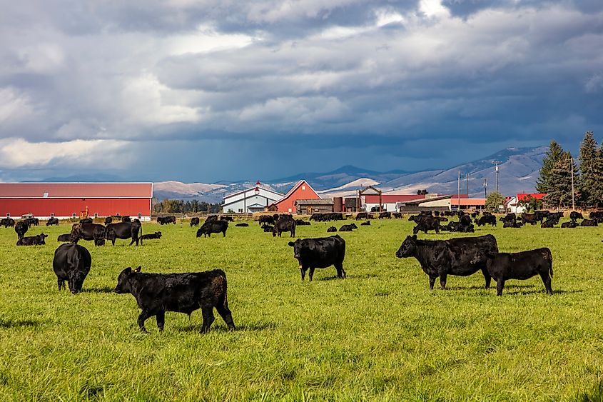 Black Angus cattle grazing in a pasture at Fort Owen State Park in Stevensville, Montana