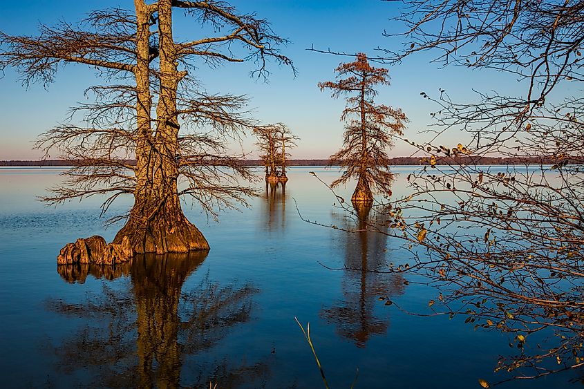 Reelfoot Lake in Tennessee