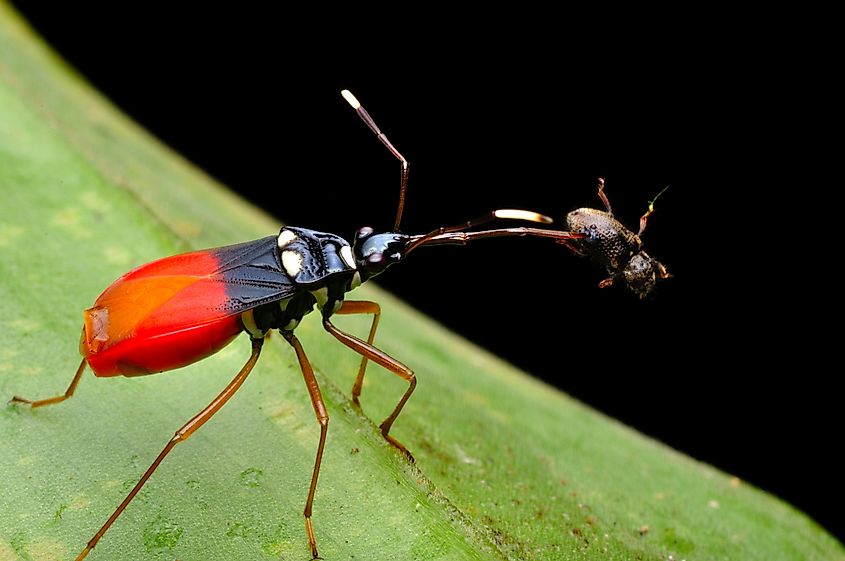 Assassin bug with prey