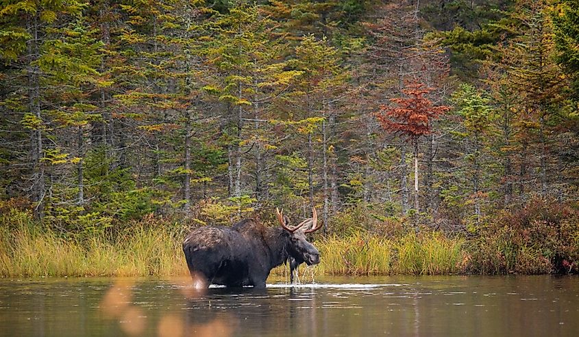 Adult Male Moose wading in sandy pond, Baxter State Park Maine.