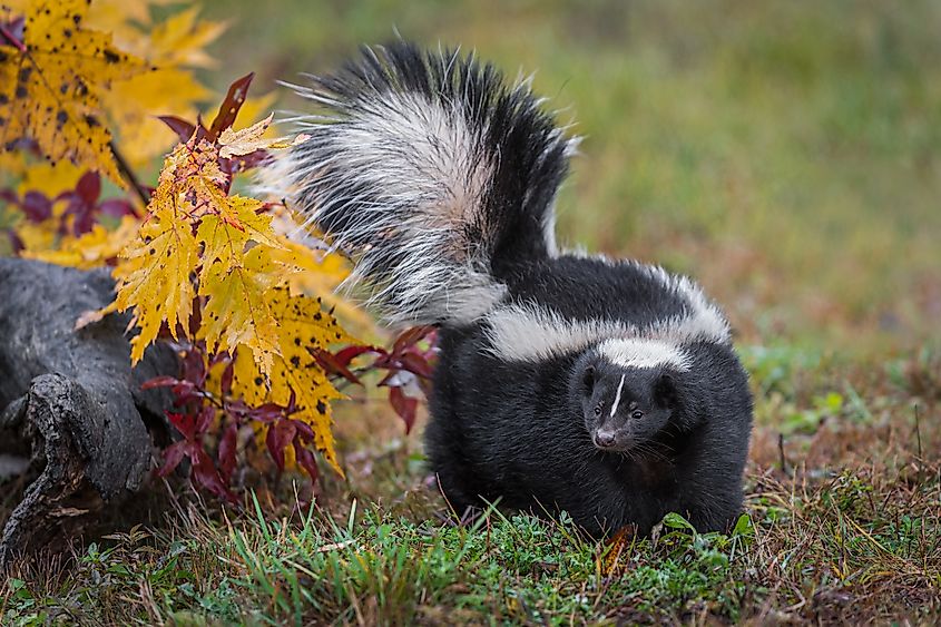 Striped skunk (Mephitis mephitis) with raised tail in autumn.