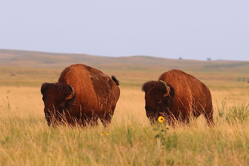 American bison at Fort Niobrara National Wildlife Refuge near Valentine, Nebraska.