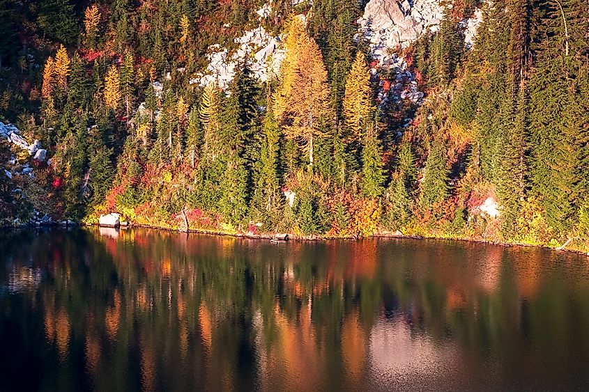 A rainbow of fall colors, including golden larch trees, reflected on the calm surface of an alpine lake in the Chelan Sawtooths of the Cascade Mountains, Washington.