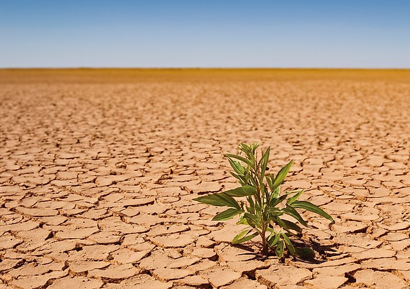 Large desert with dry, cracked and infertile soil due to drought and global warming. A young plant grows in the sand with a blue sky in the background.