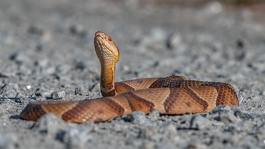 A closeup shot of a copperhead snake laying on dirt