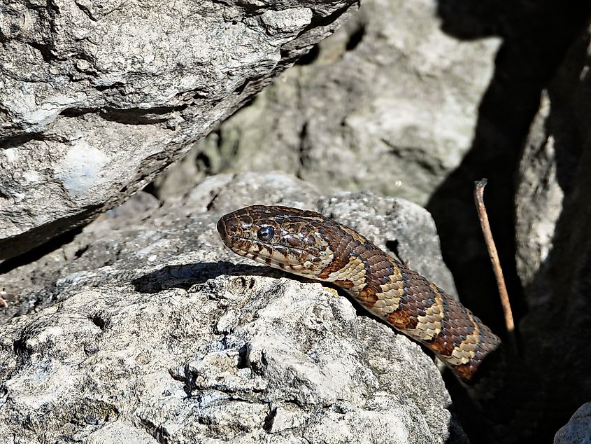 Common water snake (Nerodia sipedon).