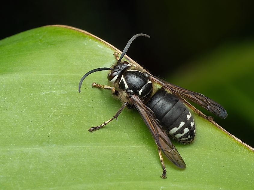 A bald-faced hornet.