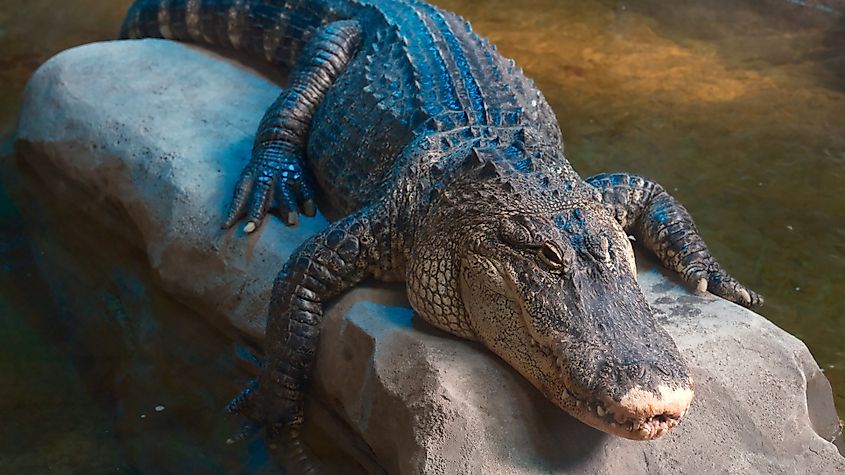 A Mississippi Alligator resting on a rock in the Chickasawhay River in Mississippi.