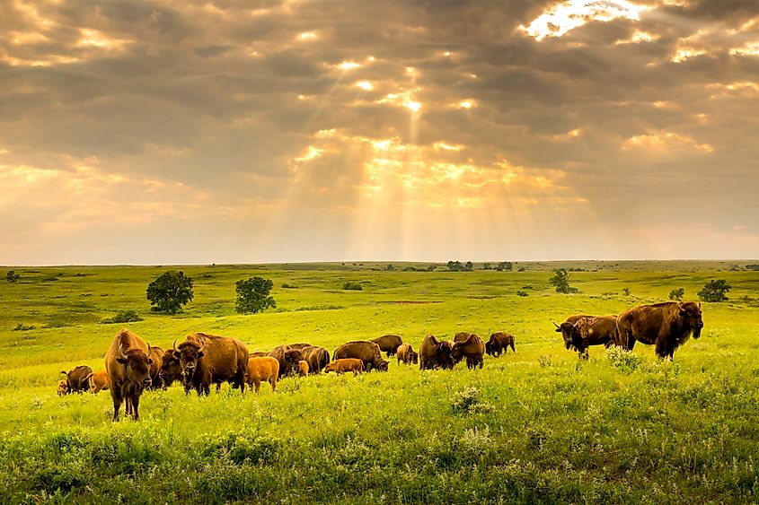 These impressive American Bison wander the Kansas Maxwell Prairie Preserve.