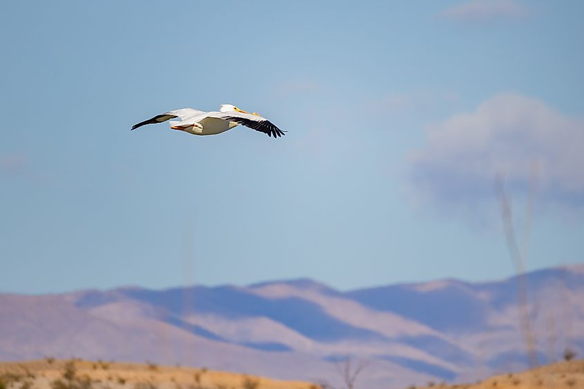 Close up shot of a Pelican flying at Lake Mead Recreation area, Nevada