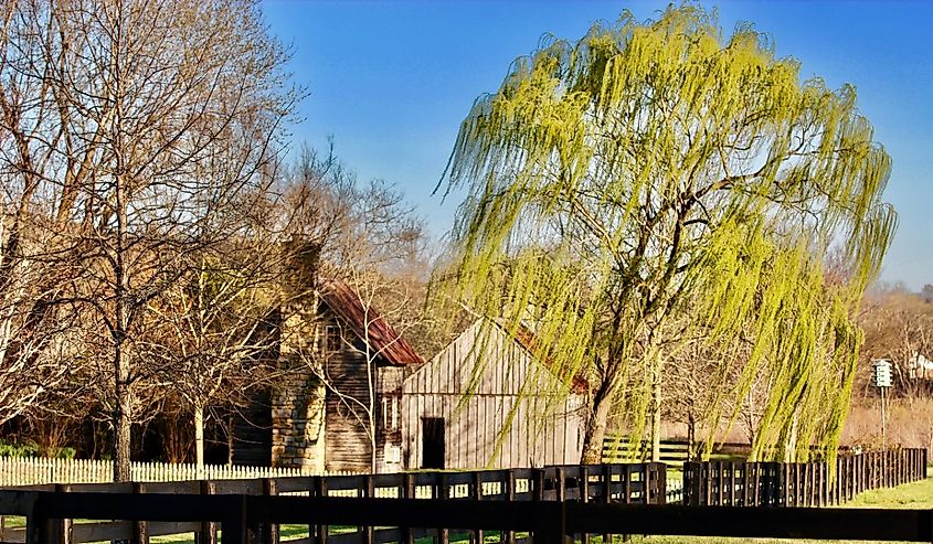 Willow trees on Leiper's Fork Road near Nashville, Tennesee.