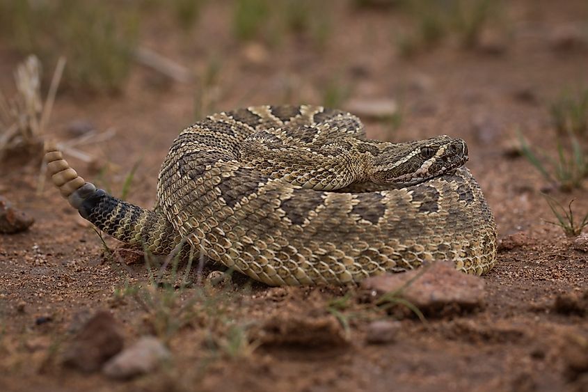 Mojave Rattlesnake (Crotalus scutulatus) in ambush