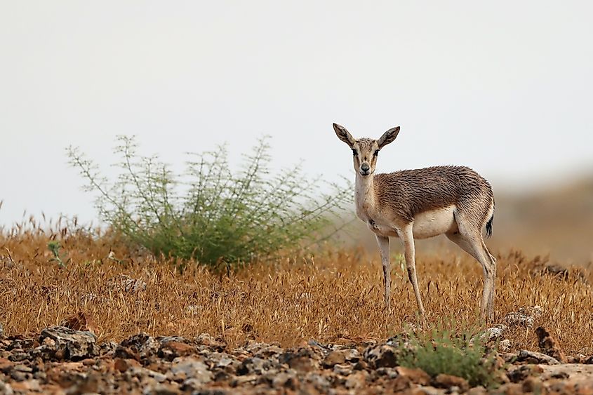 What Animals Live In The Gobi Desert Worldatlas