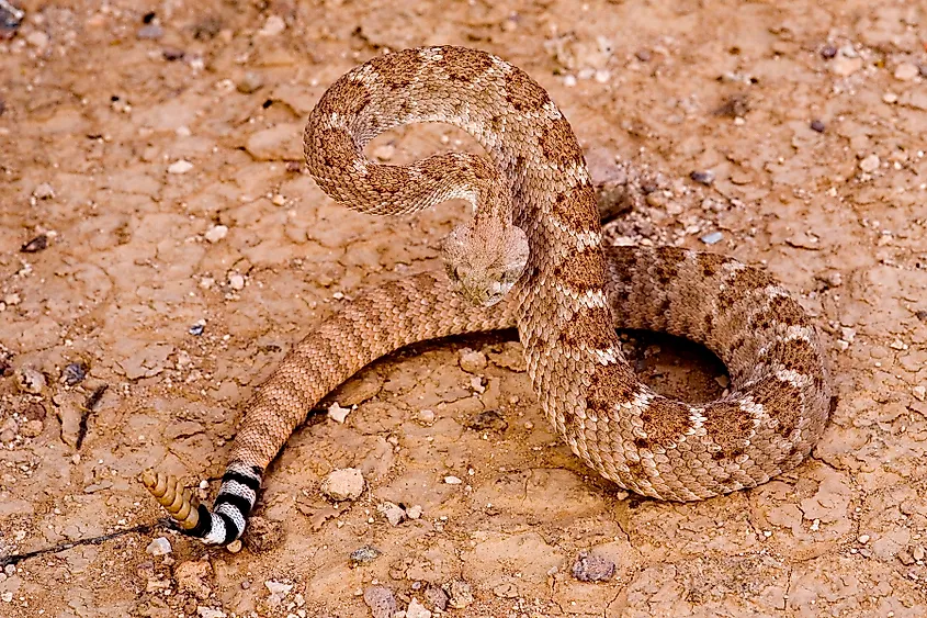 The Western diamondback rattlesnake, with striped tail.