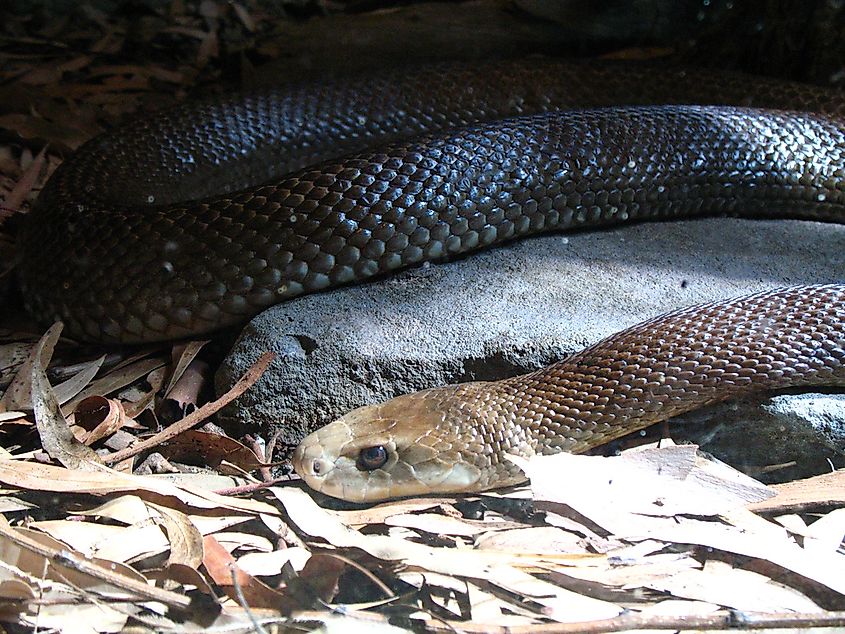Coastal taipan in captivity at Taronga Zoo