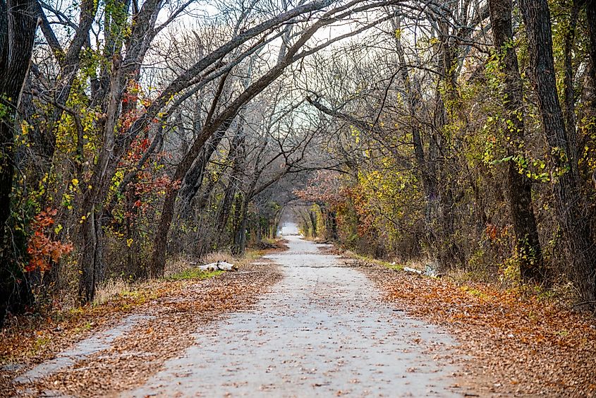 Leaves have fallen on Old Alton Road tree tunnel in Denton, Texas.