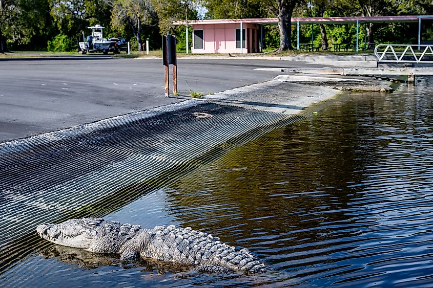 Saltwater crocodile sunning on the boat dock at the Flamingo Marina, Everglades National Park.