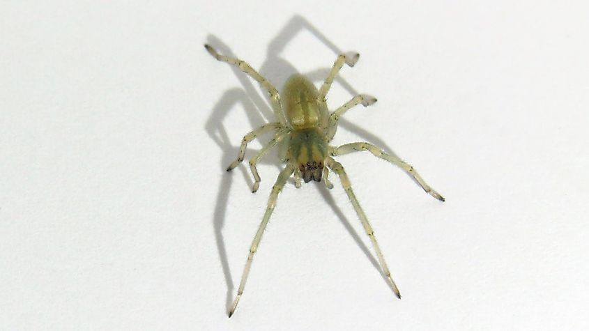 Black-footed yellow sac spider.