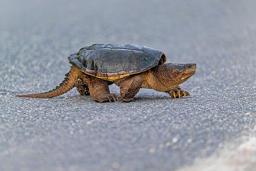 A common snapping turtle crossing a road.