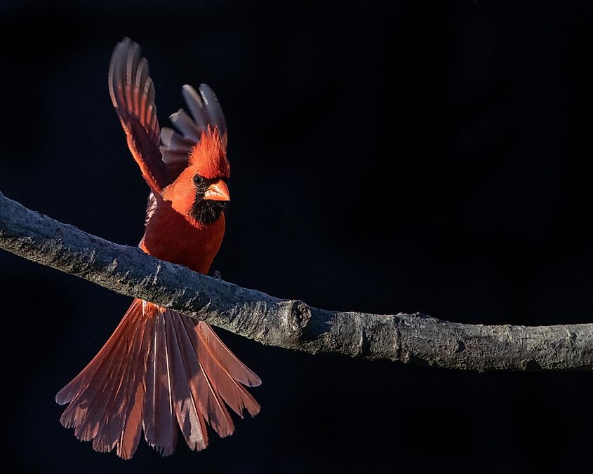 Male Cardinal at Hatchie national wildlife refuge in Tennessee