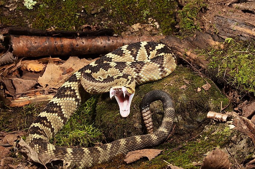 A Black-Tailed Rattlesnake