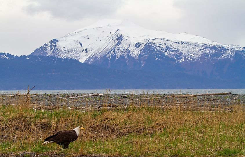 Eagle habitat in Kachemak Bay, Homer Alaska during the shorebird festival.