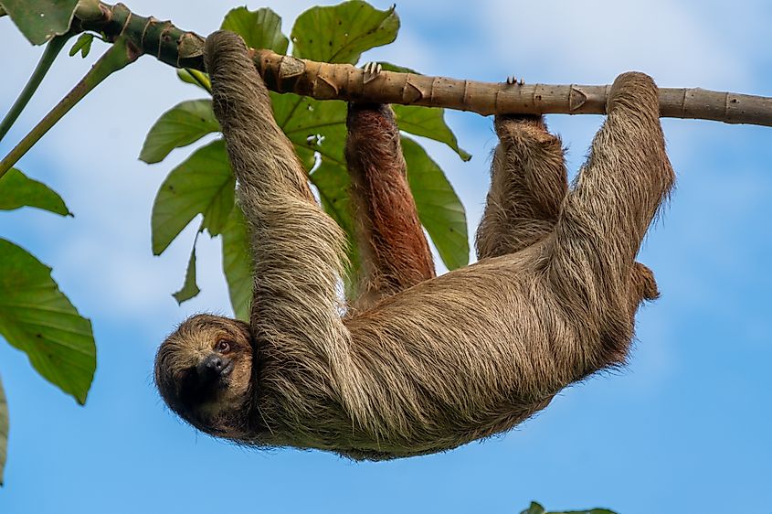 A sloth hanging from a tree branch.