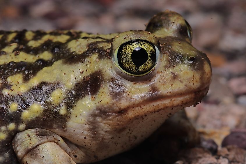Couch's spadefoot