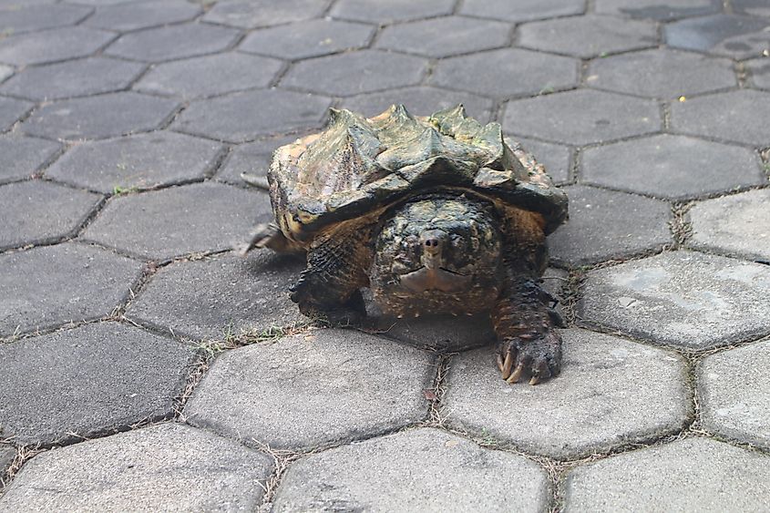 Alligator snapping turtle on pavement.