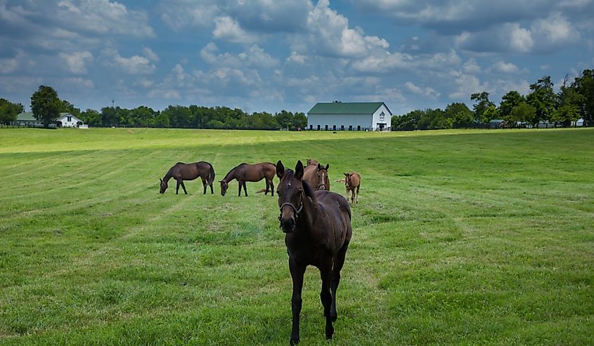 Friendly foal along the Old Frankfort Pike