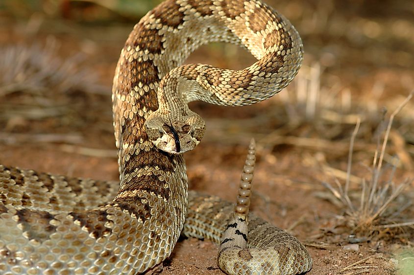 A Mojave rattlesnake ready to strike.