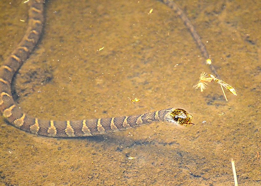 A northern water snake swimming in the water