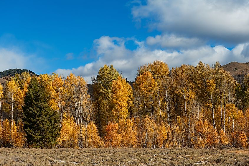 A row of very colorful trees in Idaho near Sun Valley in the Fall.