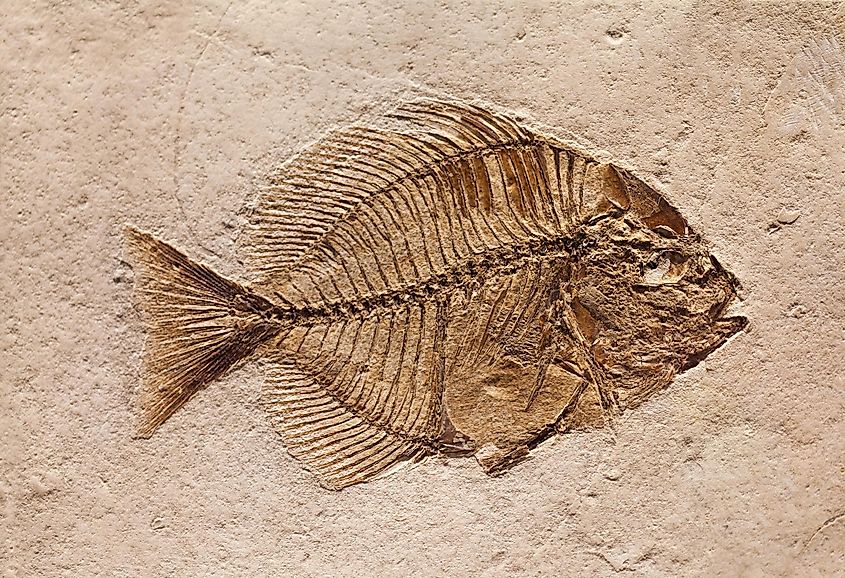 A fossilized fish