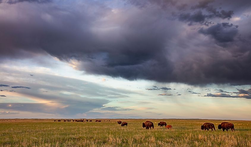 Bison herd with calves at sunrise at Fort Niobrara National Wildlife Refuge in Valentine, Nebraska, USA