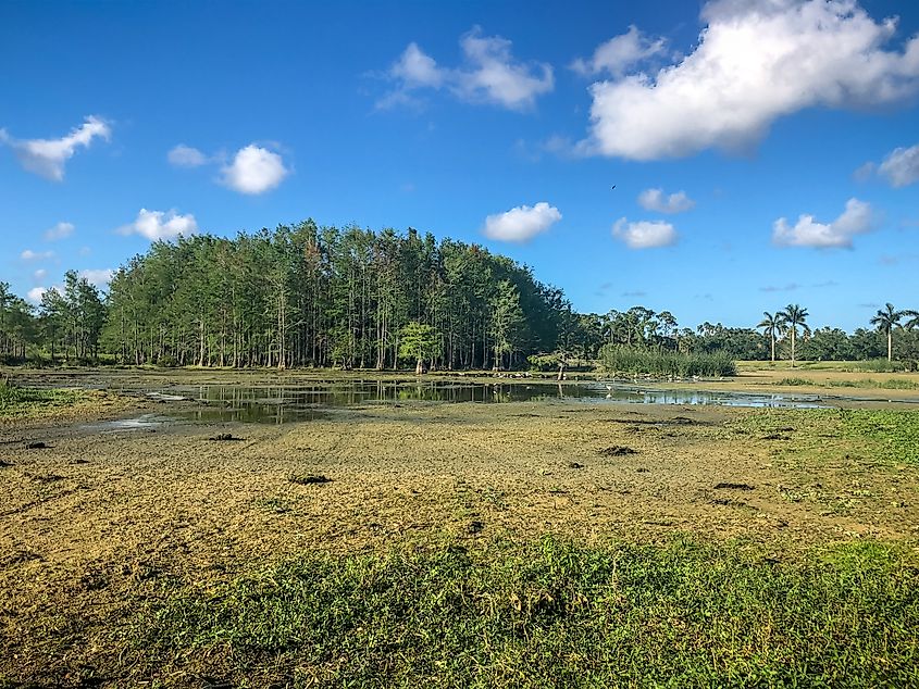 The marshes of the Cypress Island Preserve in Louisiana.