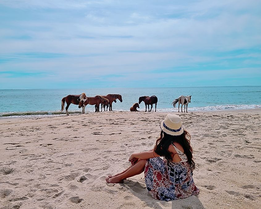 Wild horses of Assateague Island National Seashore