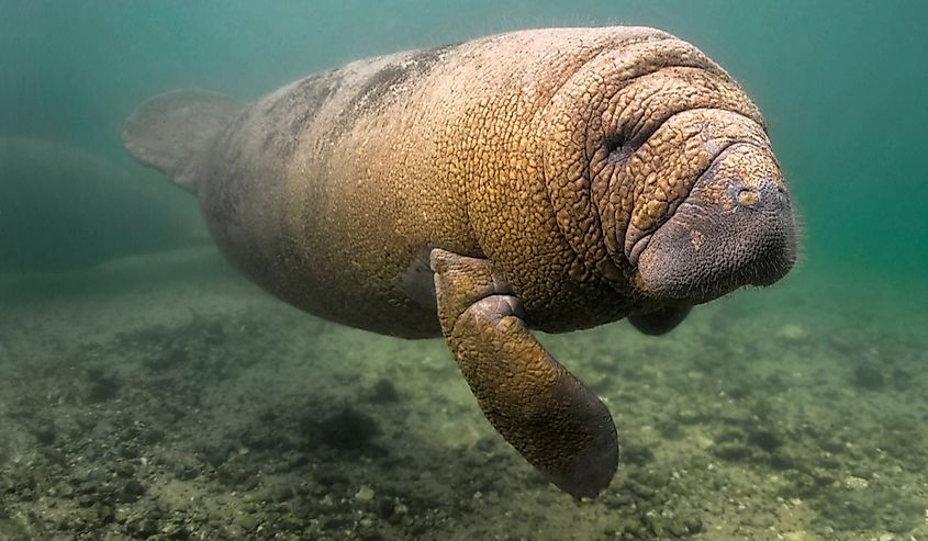 West Indian Manatee in Crystal River, Florida.