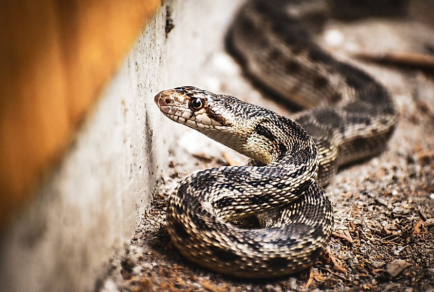 Close-up of a gopher snake.