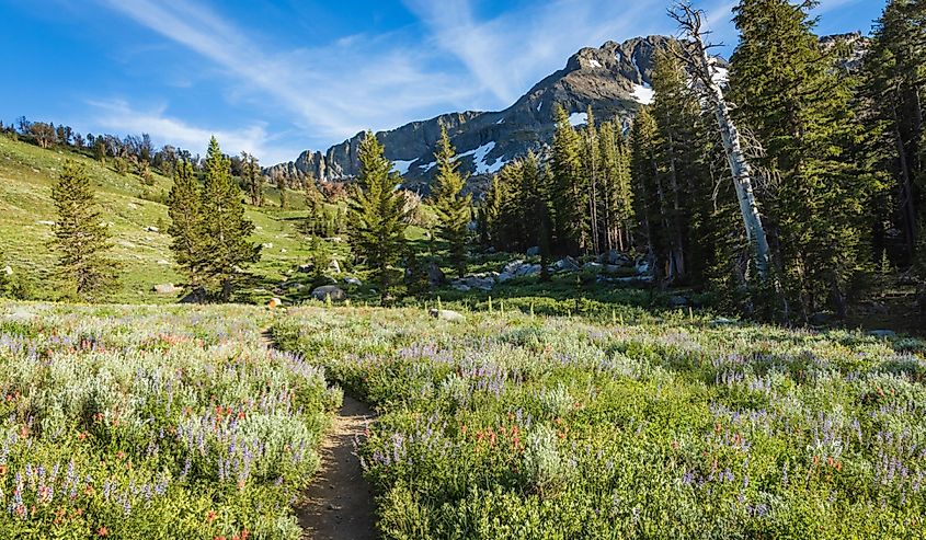 Along the path from Winnemucca Lake to Woods Lake. Image credit Robert Stolting via Shutterstock.
