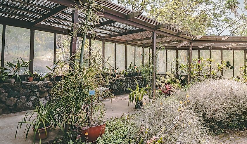 Kula Maui Hawaii Botanical Gardens.