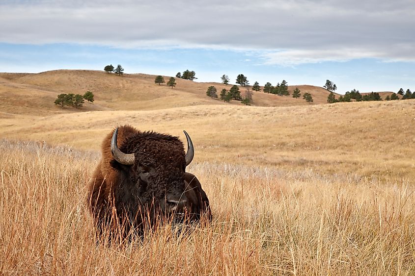 A bison in Custer State Park, South Dakota.