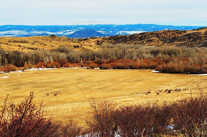 Deer grazing in a meadow in winter with rolling foothills and mountains in Carbon County, Wyoming.