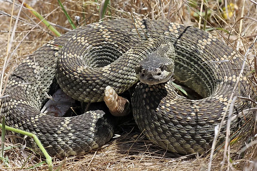 Northern Pacific rattlesnake (Crotalus oreganus) in California.