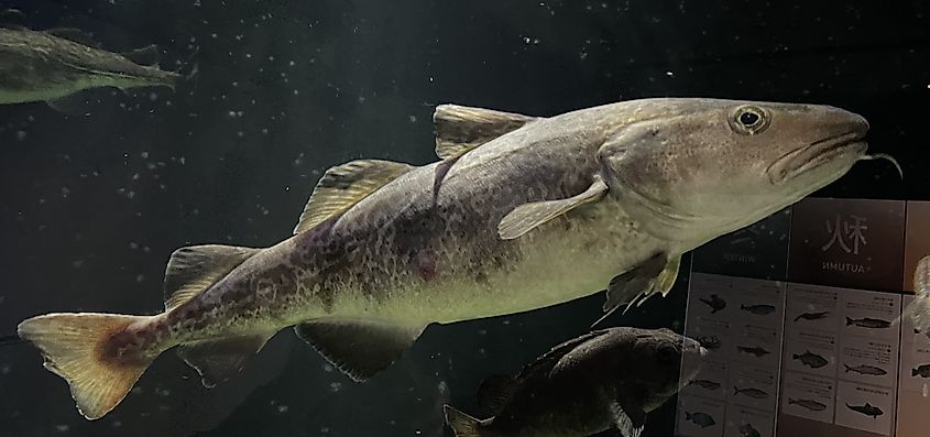 Pacific cod (Gadus macrocephalus).