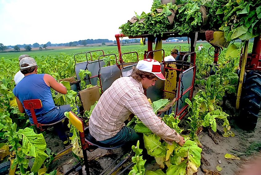 Harvesting Tennessee tobacco farm