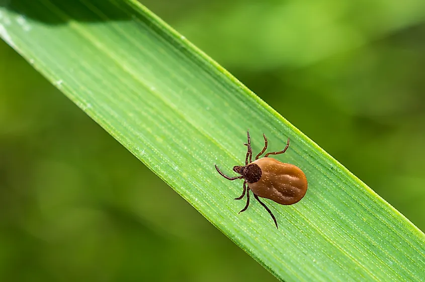 Close-up of tick filled with blood crawling on leaf of grass.